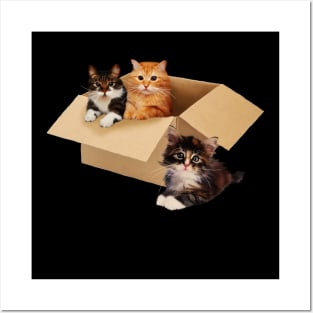 Cute Cats inside Box, Love cats Kittens Posters and Art